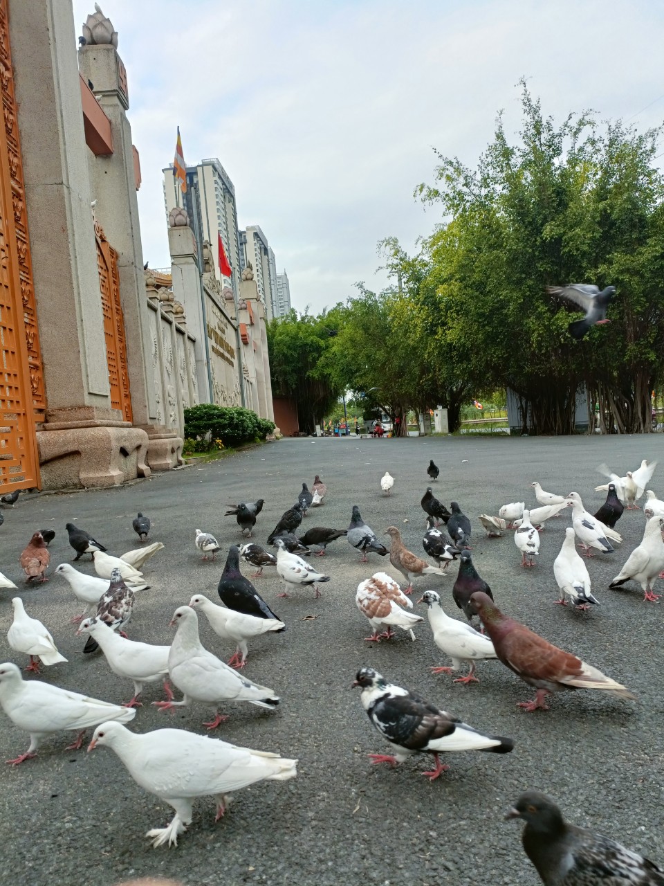 chim bồ câu ở cổng chùa
